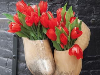 Rote Tulpen in 