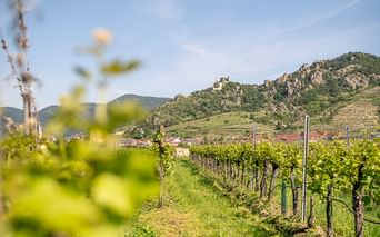 Green vineyard rows in foreground with castle-topped hills and village in background under blue sky along the Danube cycling route.
