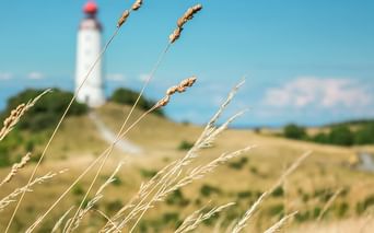 Golden grass stalks in foreground with white lighthouse with red top on sandy dunes under blue sky in the background on Hiddensee island.