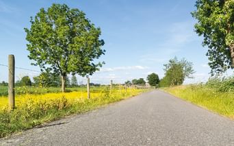 Leere Asphaltstraße durch flandrische Landschaft mit gelben Rapsfeldern, Holzzaunpfählen und grünen Bäumen unter blauem Himmel.