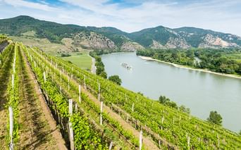 Weinreben an einem Hang mit Blick auf die Donau, auf der ein Flussschiff fährt. Grüne Berge erheben sich im Hintergrund unter blauem Himmel.