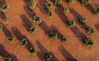 Luftaufnahme eines Ackerfeldes mit roter Erde in Apulien mit Reihen grüner Bäume, die lange Schatten werfen und ein diagonales Streifenmuster bilden.