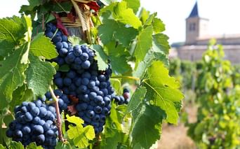 Dunkelblaue Trauben an Rebstöcken mit grünen Blättern in einem Weinberg. Ein Kirchturm ist im unscharfen Hintergrund sichtbar.