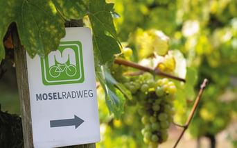 Weißes Wegweiserschild mit der Aufschrift 'MOSELRADWEG' und grünem Fahrradlogo an Holzpfosten im Weinberg mit grünen Weintrauben.