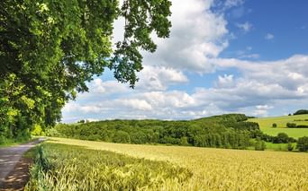 Country road bordered by golden wheat field and green trees in Saarland. Rolling hills and blue sky with white clouds in background.