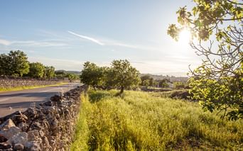 Sunlit rural road in Mallorca with stone wall, green fields, scattered trees, and blue sky. Sun shines through tree branches.