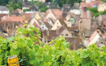 Grüne Weinreben im Vordergrund mit traditionellen elsässischen Häusern mit roten und braunen Dächern im unscharfen Hintergrund.