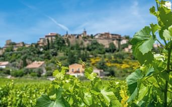 Grüne Weinreben im Vordergrund mit einem Bergdorf im Hintergrund unter blauem Himmel. Sonnenblumenfelder zwischen Weinberg und Dorf sichtbar.