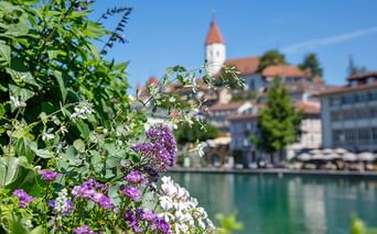 Lila und weiße Wildblumen im Vordergrund mit türkisfarbener Aare und Schweizer Stadt mit historischem Turm mit rotem Dach im Hintergrund.