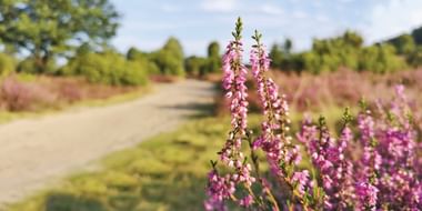 Schöne Wege führen durch das Naturschutzgebiet Lüneburger Heide (Bild: News&Art)