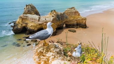 Zwei Möwen auf einem Felsvorsprung mit gelben Blumen. Dahinter ragen goldene Felsformationen aus türkisfarbenem Wasser und einem Sandstrand.