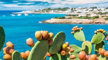 Feigenkaktus mit orangen Früchten im Vordergrund, türkisfarbenes Meer und weiße Küstenstadt Apuliens im Hintergrund unter blauem Himmel.