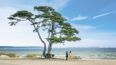 Zwei Radfahrer unter einer windgepeitschten Kiefer am Sandstrand in Schweden. Fahrräder stehen neben dem Baum mit ruhiger See und blauem Himmel.