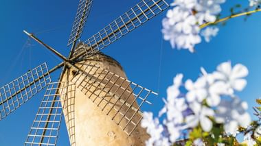 Steinwindmühle mit Gitterflügeln vor blauem Himmel auf Mallorca, weiße Blumen im Vordergrund.