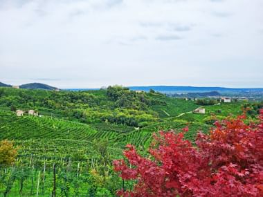 Weinhügel