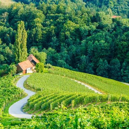 Geschwungener Weg durch grüne Weinreben zu einem Haus mit rotem Dach, umgeben von dichtem Wald in der Steiermark.