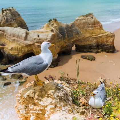 Zwei Möwen auf einem Felsvorsprung mit gelben Blumen. Dahinter ragen goldene Felsformationen aus türkisfarbenem Wasser und einem Sandstrand.