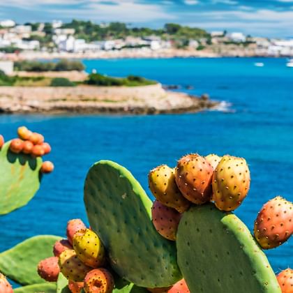 Blick über Feigenkaktus auf das Küstenstädtchen Santa Maria di Leuca