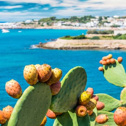 Feigenkaktus mit orangen Früchten im Vordergrund, türkisfarbenes Meer und weiße Küstenstadt Apuliens im Hintergrund unter blauem Himmel.