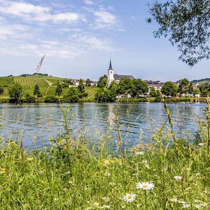 Blick über die Mosel mit Wildblumen im Vordergrund, Dorf mit Kirchturm und weinbewachsenen Hügeln im Hintergrund unter blauem Himmel.