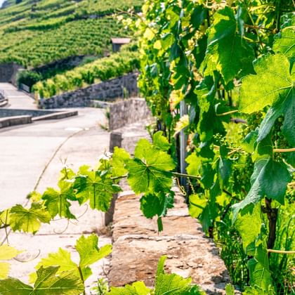 Lush green grapevines in foreground with a paved cycling path winding through terraced vineyards on hillsides along the Rhône route.
