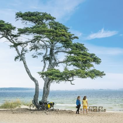 Zwei Radfahrer unter einer windgepeitschten Kiefer am Sandstrand in Schweden. Fahrräder stehen neben dem Baum mit ruhiger See und blauem Himmel.