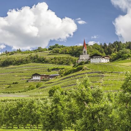 Weiße Kirche mit rotem Kirchturm inmitten terrassierter Weinberge auf sanften Hügeln in Südtirol unter blauem Himmel mit weißen Wolken.
