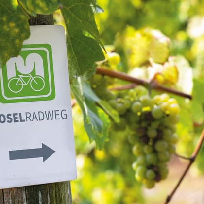 Weißes Moselradweg-Schild mit grünem Fahrrad-Logo und Richtungspfeil, an Holzpfosten im Weinberg mit grünen Trauben befestigt.
