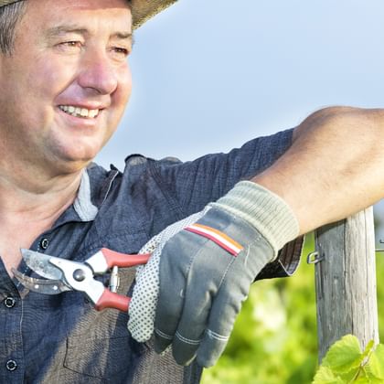 Smiling man in straw hat and blue shirt holding pruning shears in a vineyard along the Rhine. Green vines visible in background under clear sky.