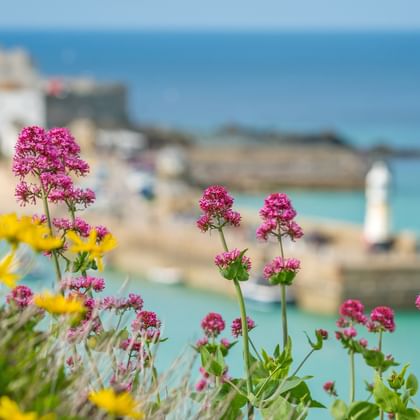 Rosa und gelbe Wildblumen im Vordergrund mit unscharfem Küstenblick auf Cornwall-Strand, türkisfarbenes Meer und Gebäude im Hintergrund.