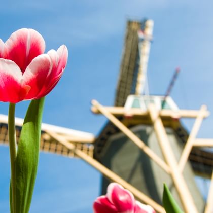 Rot-weiße Tulpen im Vordergrund mit traditioneller holländischer Windmühle unscharf im Hintergrund vor blauem Himmel zur Tulpenblüte.