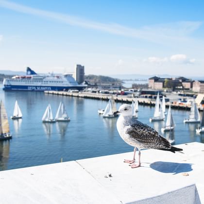 Möwe auf weißem Geländer mit Blick auf norwegischen Hafen mit Segelbooten, Fähre und Küstengebäuden unter blauem Himmel.