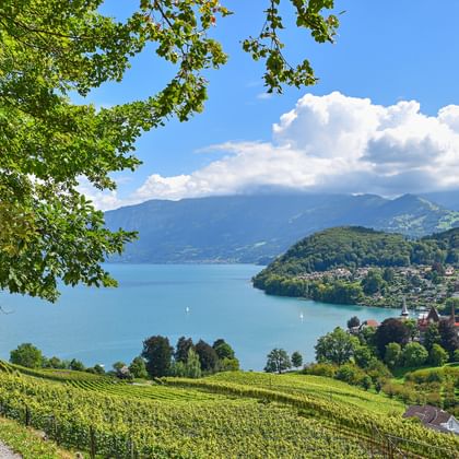 Panoramablick auf einen Schweizer See umgeben von Bergen, mit terrassierten Weinbergen im Vordergrund und einer Seestadt am Ufer.