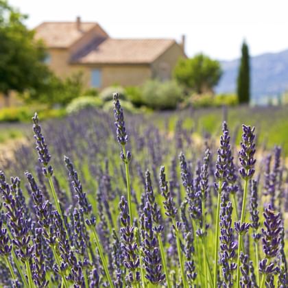 Purple lavender flowers in bloom with a stone farmhouse and green trees in the background under a clear sky in Provence.