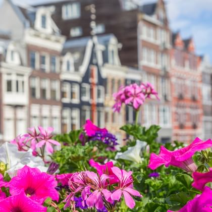 Leuchtend rosa und violette Petunien und Geranien im Vordergrund mit traditionellen Amsterdamer Grachtenhäusern im Hintergrund unter blauem Himmel.