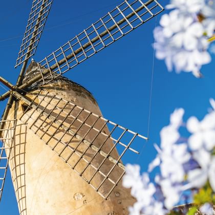 Stone windmill with latticed sails against blue sky in Mallorca, white flowers in foreground.