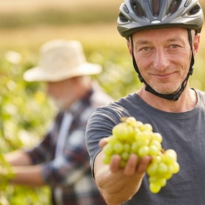 Lächelnder Radfahrer mit Helm hält weiße Trauben in einem Weinberg. Im unscharfen Hintergrund ist eine Person mit Sonnenhut zwischen Reben sichtbar.