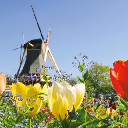 Holländische Windmühle mit bunten Tulpen Traditionelle holländische Windmühle umgeben von blühenden Tulpen in rot, gelb, orange und weiß unter klarem blauen Himmel.