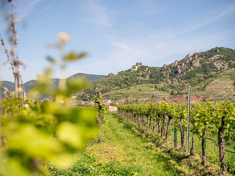Green vineyard rows in foreground with castle-topped hills and village in background under blue sky along the Danube cycling route.