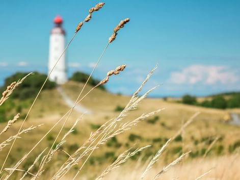 Golden grass stalks in foreground with white lighthouse with red top on sandy dunes under blue sky in the background on Hiddensee island.