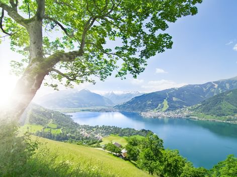 Panoramablick auf einen blauen Alpensee, umgeben von grünen Bergen unter sonnigem Himmel. Ein großer Baum rahmt die Szene im Vordergrund.
