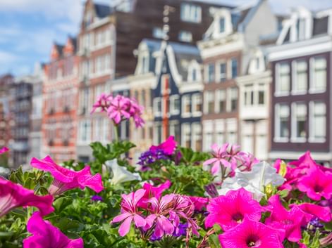 Rosa und violette Petunien und Geranien im Vordergrund mit traditionellen Amsterdamer Grachtenhäusern im weichen Fokus dahinter.