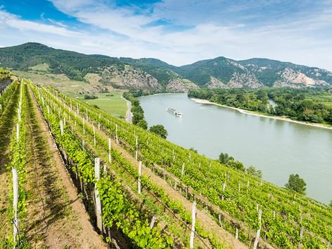Weinreben an einem Hang mit Blick auf die Donau, auf der ein Flussschiff fährt. Grüne Berge erheben sich im Hintergrund unter blauem Himmel.