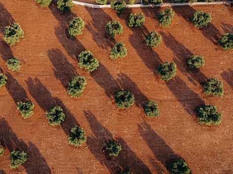 Luftaufnahme eines Ackerfeldes mit roter Erde in Apulien mit Reihen grüner Bäume, die lange Schatten werfen und ein diagonales Streifenmuster bilden.