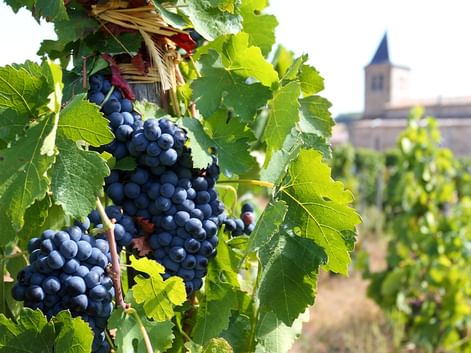 Dunkelblaue Trauben an Rebstöcken mit grünen Blättern in einem Weinberg. Ein Kirchturm ist im unscharfen Hintergrund sichtbar.