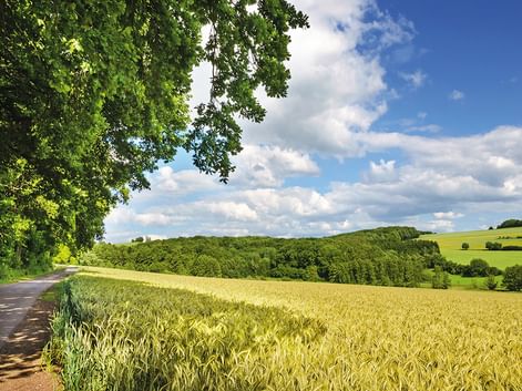 Country road bordered by golden wheat field and green trees in Saarland. Rolling hills and blue sky with white clouds in background.