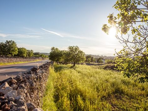 Sunlit rural road in Mallorca with stone wall, green fields, scattered trees, and blue sky. Sun shines through tree branches.