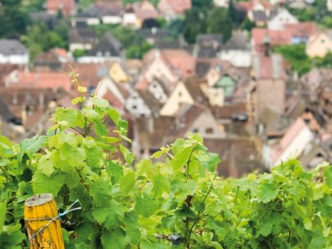 Grüne Weinreben im Vordergrund mit traditionellen elsässischen Häusern mit roten und braunen Dächern im unscharfen Hintergrund.
