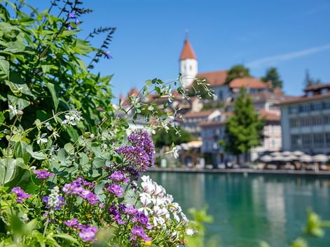 Lila und weiße Wildblumen im Vordergrund mit türkisfarbener Aare und Schweizer Stadt mit historischem Turm mit rotem Dach im Hintergrund.