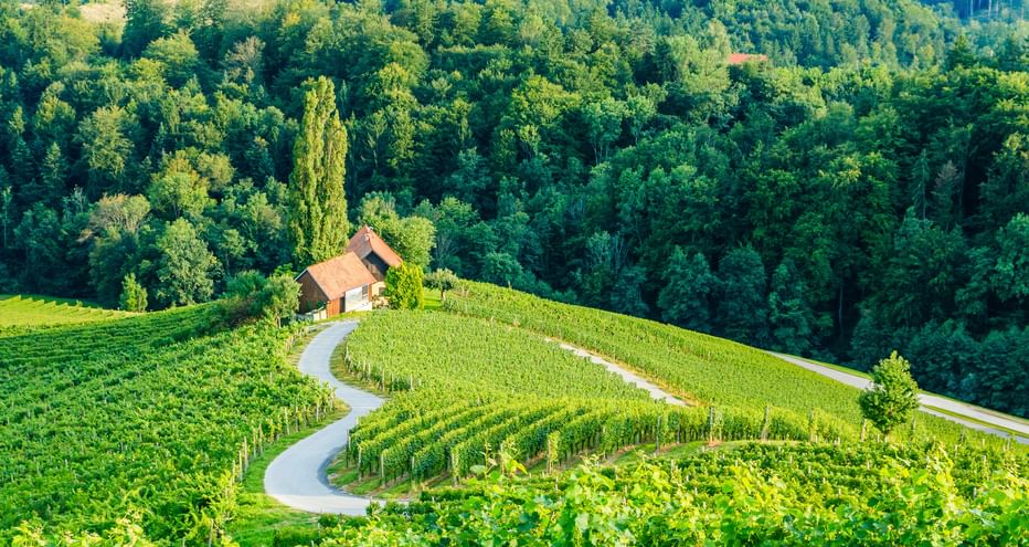 Geschwungener Weg durch grüne Weinreben zu einem Haus mit rotem Dach, umgeben von dichtem Wald in der Steiermark.